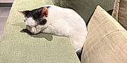 Appa participe au concours pour gagner de l'argent avec cette photo : animal, black_patches, cat, couch, cracked_screen, domestic, furniture, green, home, indoor, peaceful, pet, pillow, plant, relaxation, resting, sleeping, smartphone, sofa, white_cat