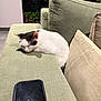 animal, black_patches, cat, couch, cracked_screen, domestic, furniture, green, home, indoor, peaceful, pet, pillow, plant, relaxation, resting, sleeping, smartphone, sofa, white_cat