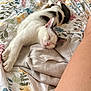 Appa a rejoint le concours — aidez-le/la à gagner de superbes lots ! bed, black, blanket, cat, clothing, cozy, domestic_animal, ear, floral_pattern, fur, indoor, nap, paw, person_leg, pink_nose, relaxation, rest, sleeping, soft, white