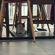 Appa participe au concours pour gagner de l'argent avec cette photo : animal, black, cat, chair, curious, daylight, domestic, floor, furniture, home, indoor, legs, pet, quiet, resting, small, tile, white, window, wood