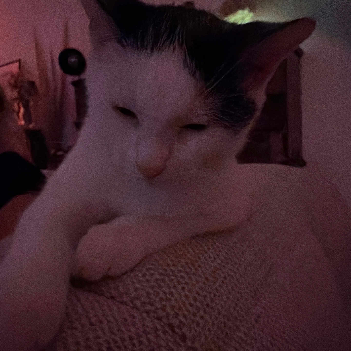 Appa a rejoint le concours — aidez-le/la à gagner de superbes lots ! animal, black_and_white, calm, cat, close_up, cozy, face, feline, fur, home, indoors, paw, pet, quiet, relaxed, resting, sleepy, soft_lighting, texture, whiskers