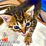 kitten, cat, close_up, cute, pet, animal, fur, whiskers, ears, eyes, tongue, indoor, texture, playful, adorable, small, young, mammal, face, expression