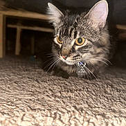 Dory is registered to the contest to win money with this photo: cat, tabby, carpet, indoor, pet, animal, feline, curious, whiskers, ears, collar, yellow_eyes, close_up, texture, floor, low_light, hidden, crouching, furniture, playful