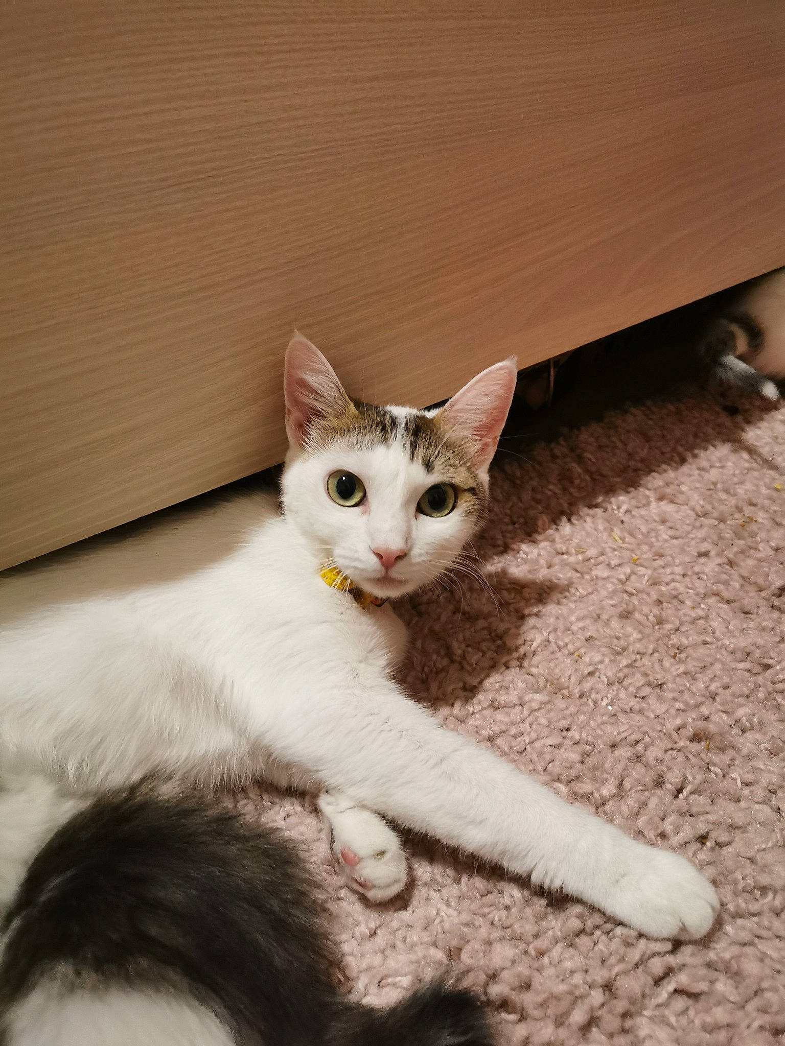 Pastis participe au concours pour gagner de l'argent avec cette photo : aegean_cat, american_wirehair, arabian_mau, asian, burmilla, carnivore, cat, domestic_short_haired_cat, eye, felidae, javanese, khao_manee, kitten, mammal, ojos_azules, small_to_medium_sized_cats, turkish_angora, turkish_van, vertebrate, whiskers