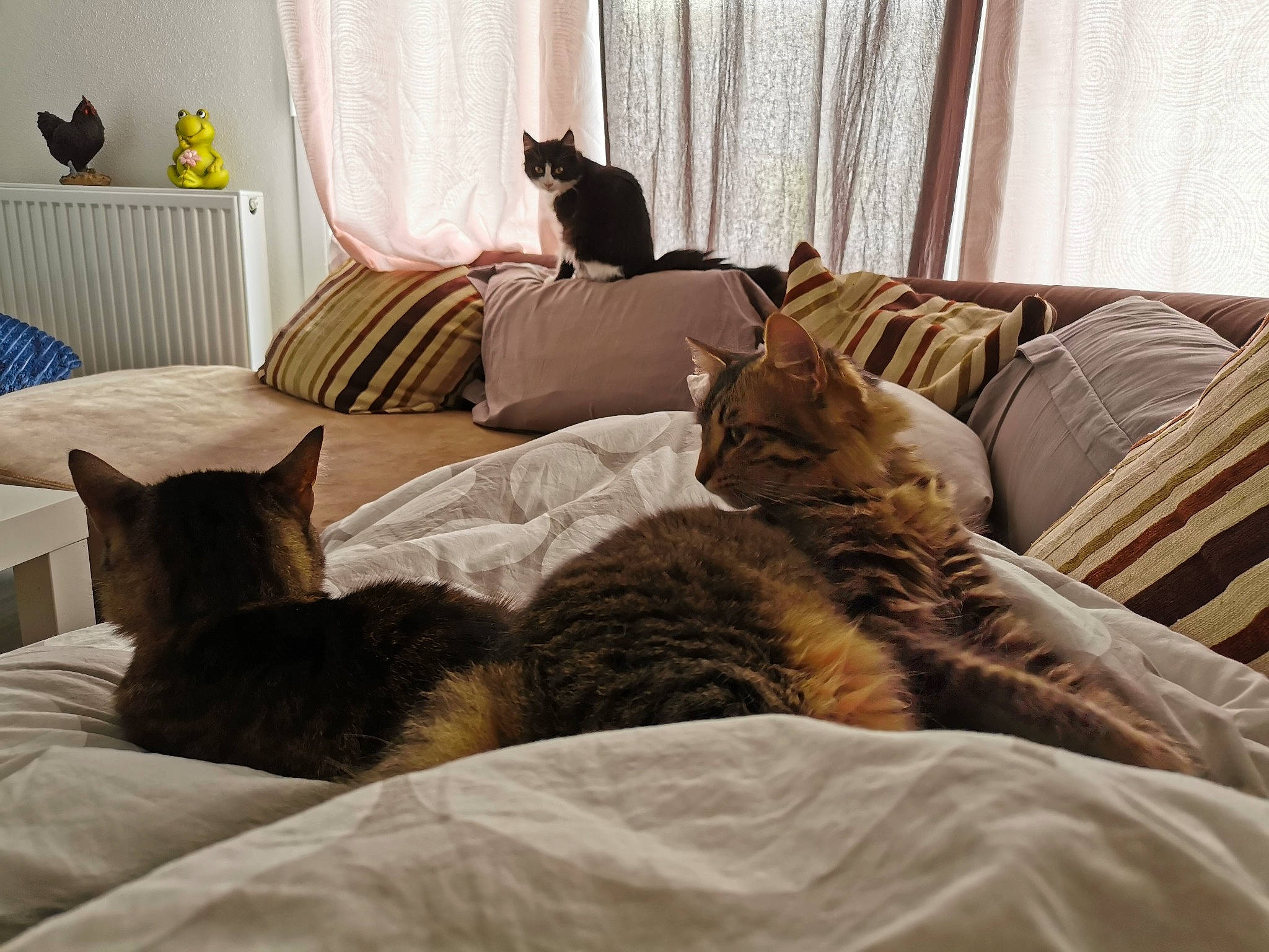 Dolce participe au concours pour gagner de l'argent avec cette photo : bed, bed_sheet, bedding, bedroom, carnivore, cat, comfort, couch, cushion, felidae, fur, furniture, interior_design, linens, pillow, room, small_to_medium_sized_cats, tabby_cat, textile, whiskers