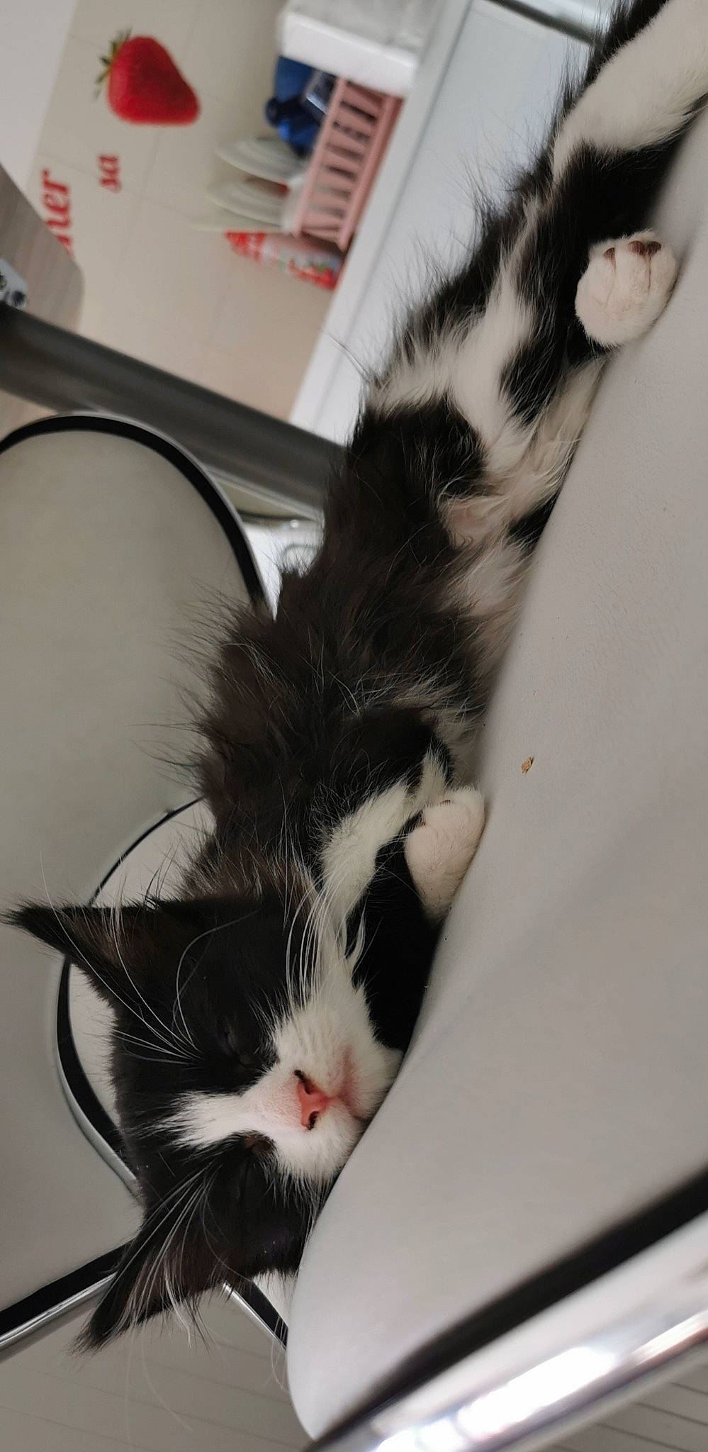 Grosminet participe au concours pour gagner de l'argent avec cette photo : american_curl, american_wirehair, black_and_white, carnivore, cat, domestic_long_haired_cat, domestic_short_haired_cat, european_shorthair, felidae, kitten, mammal, norwegian_forest_cat, small_to_medium_sized_cats, tail, vertebrate, whiskers