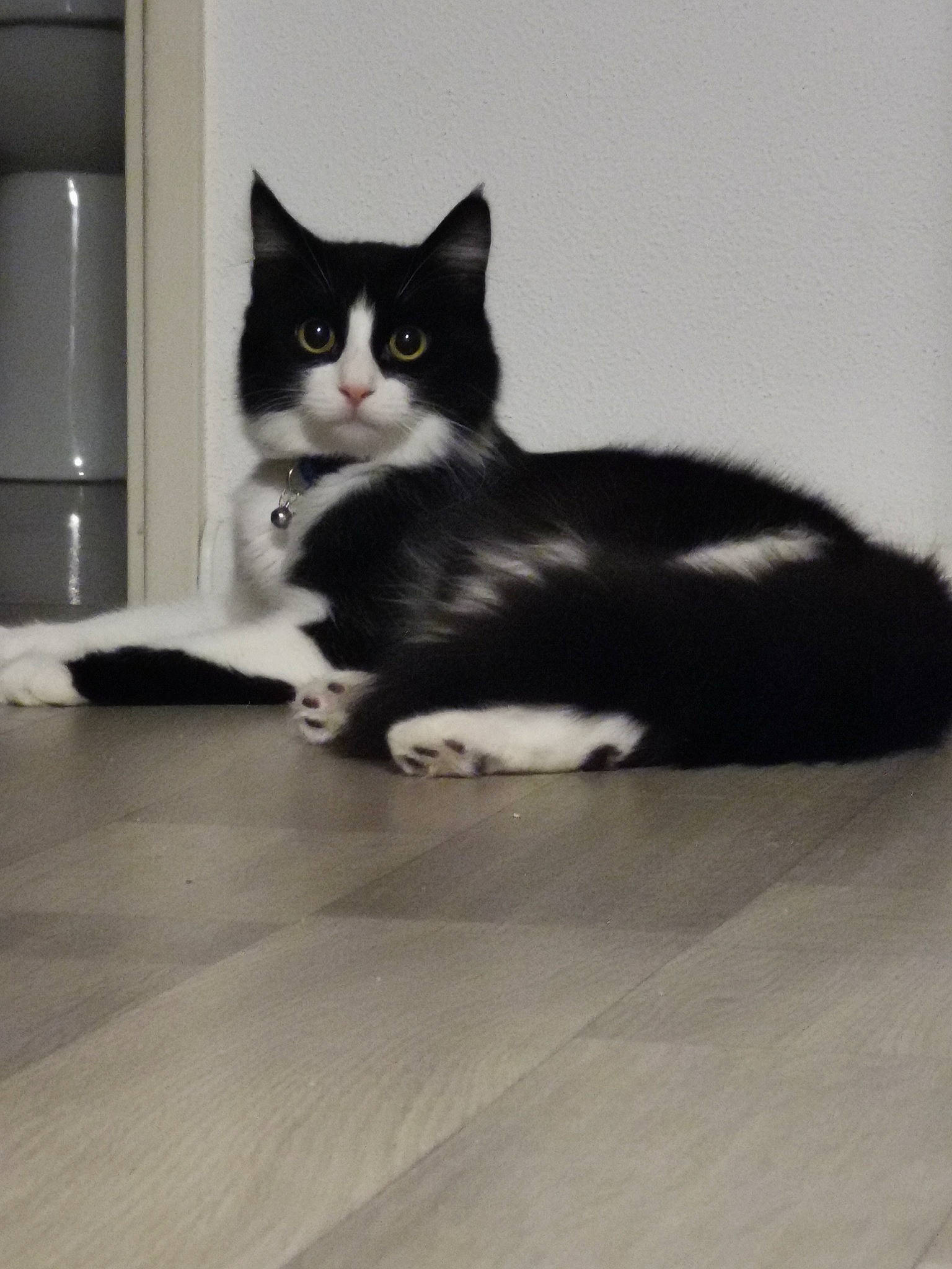 Grosminet a rejoint le concours — aidez-le/la à gagner de superbes lots ! american_wirehair, black, black_and_white, black_cat, carnivore, cat, domestic_short_haired_cat, european_shorthair, felidae, floor, flooring, fur, kitten, norwegian_forest_cat, paw, polydactyl_cat, shoe, small_to_medium_sized_cats, tail, whiskers