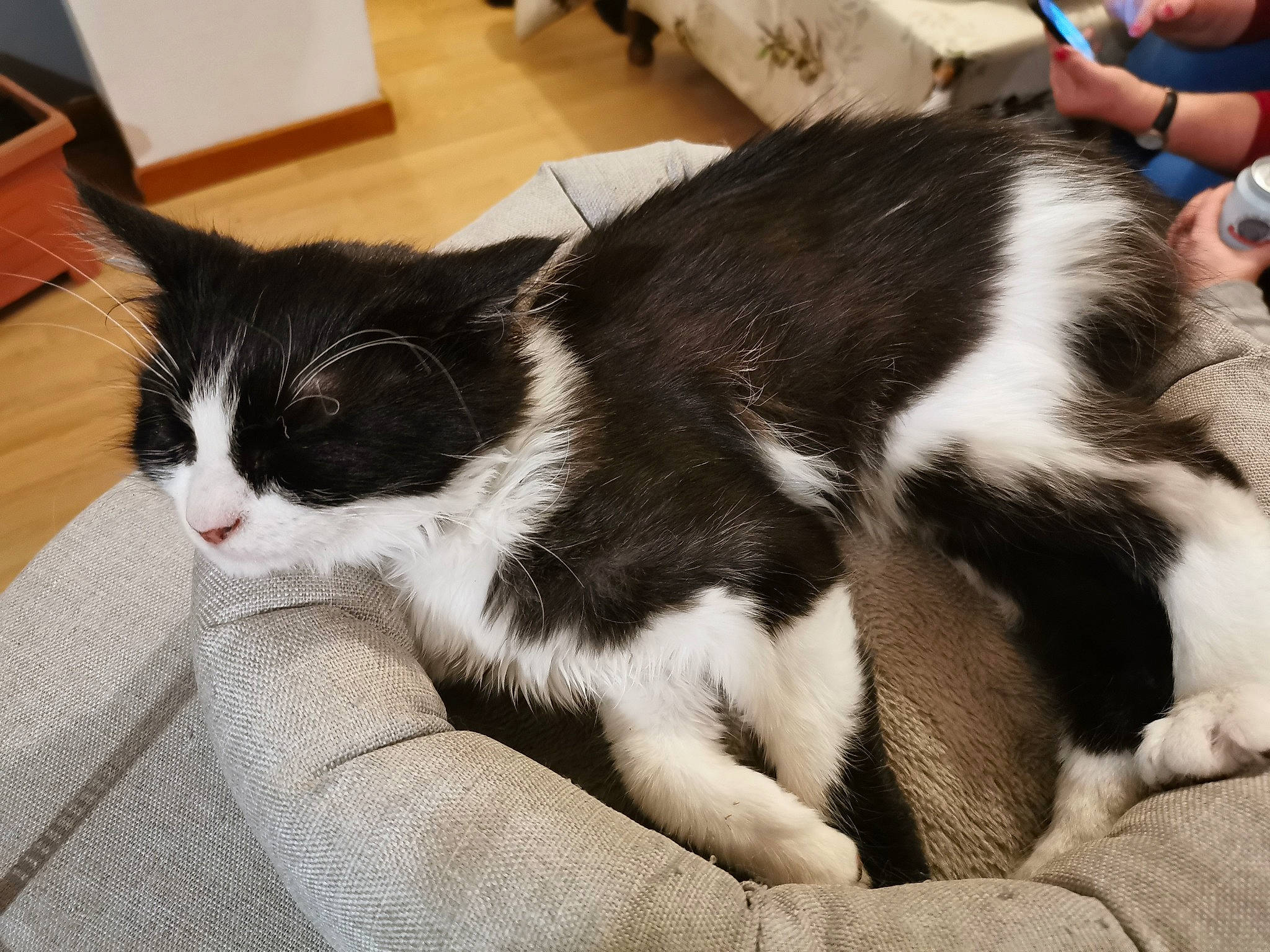 Grosminet a rejoint le concours — aidez-le/la à gagner de superbes lots ! aegean_cat, american_wirehair, black_and_white, carnivore, cat, domestic_short_haired_cat, european_shorthair, felidae, fur, kitten, mammal, norwegian_forest_cat, polydactyl_cat, small_to_medium_sized_cats, tail, whiskers