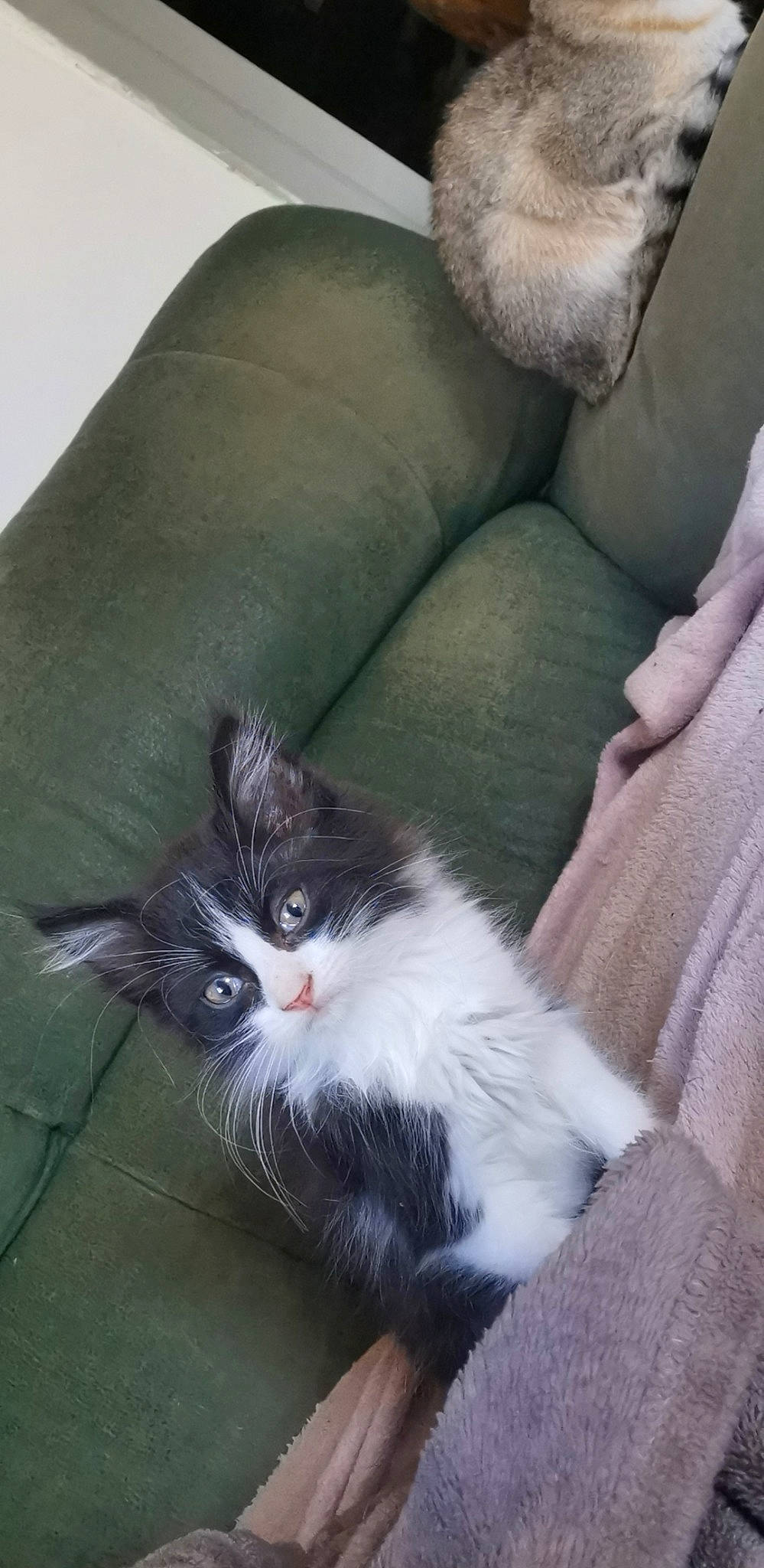 Grosminet a rejoint le concours — aidez-le/la à gagner de superbes lots ! british_longhair, british_semi_longhair, carnivore, cat, domestic_long_haired_cat, domestic_short_haired_cat, felidae, fur, kitten, mammal, norwegian_forest_cat, ragamuffin, small_to_medium_sized_cats, tail, whiskers