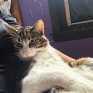 Stitch is registered to the contest to win money with this photo: animal, arm, cat, closeup, comfort, cute, domestic_cat, fur, indoor, natural_light, person, pet, pink_nose, purple_wall, relaxed, resting, tabby_cat, whiskers, white_fur, window