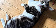 Stitch joined the competition — help win amazing prizes! cat, tabby_cat, white_paws, wooden_floor, cables, black_shoes, indoor, pet, curious, lying_down, flooring, domestic_cat, animal, whiskers, ears, tail, eyes, household, casual, relaxed