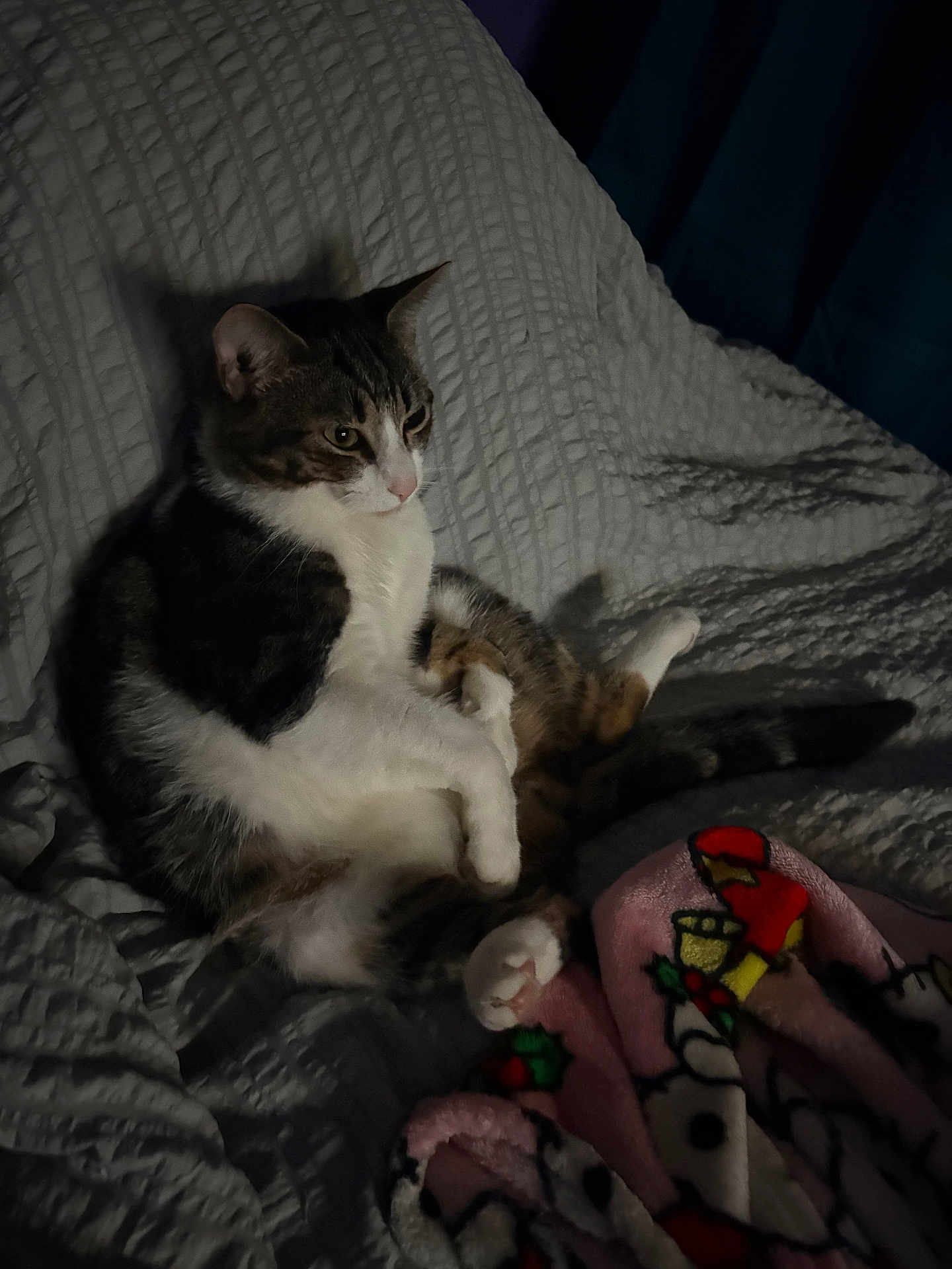 Stitch is registered to the contest to win money with this photo: cat, pet, animal, feline, blanket, texture, indoor, relaxing, white, pink, holiday, decor, fur, paw, laying, cozy, shadow, quiet, resting, soft