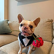 Yoda is registered to the contest to win money with this photo: dog, french_bulldog, tuxedo, rose, couch, indoor, pet, cute, animal, flower, sitting, small_dog, living_room, adorable, portrait, canine, bow_tie, beige, furniture, domestic_animal