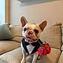 dog, french_bulldog, tuxedo, rose, couch, indoor, pet, cute, animal, flower, sitting, small_dog, living_room, adorable, portrait, canine, bow_tie, beige, furniture, domestic_animal