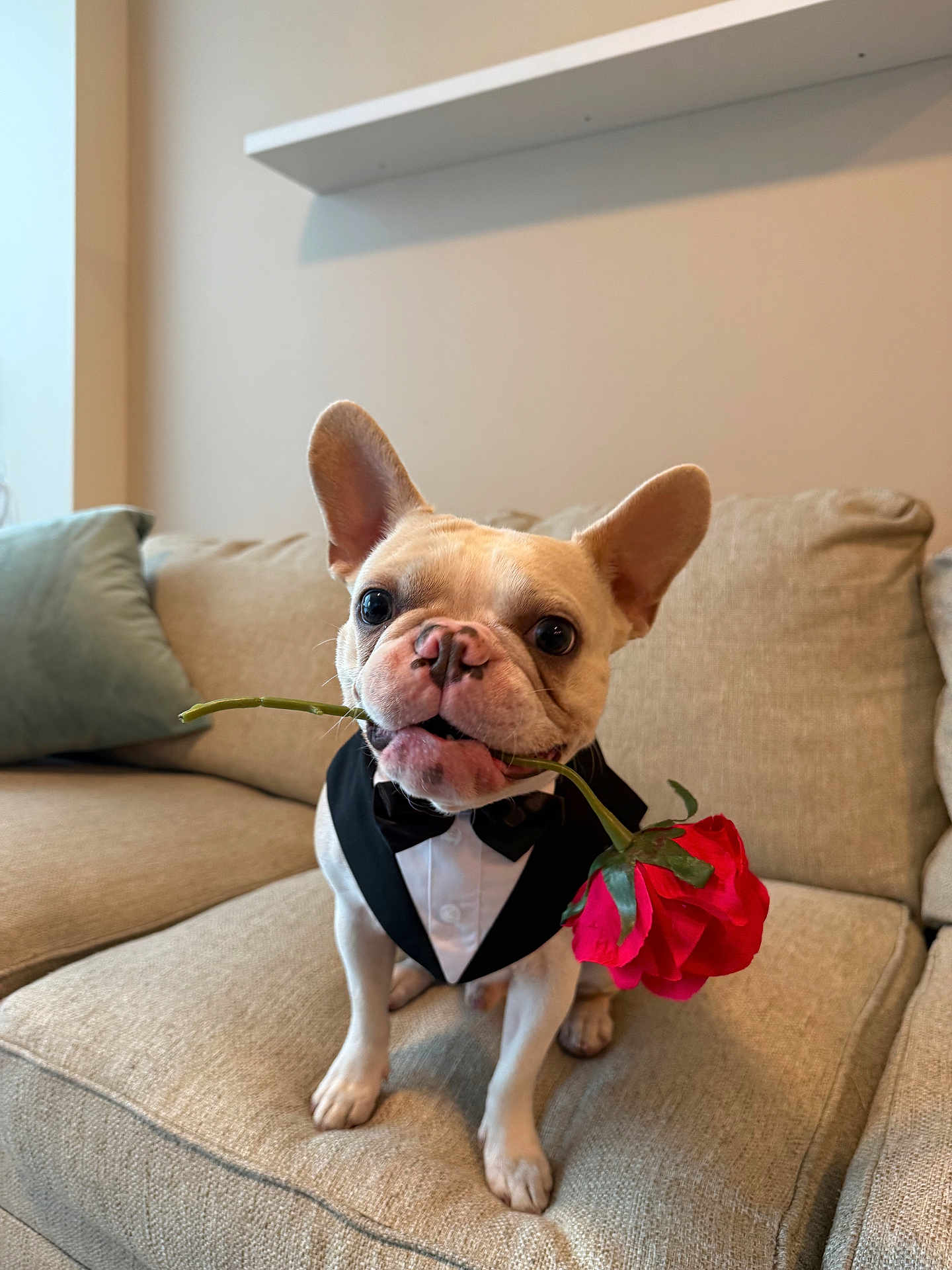 Yoda is registered to the contest to win money with this photo: dog, french_bulldog, tuxedo, rose, couch, indoor, pet, cute, animal, flower, sitting, small_dog, living_room, adorable, portrait, canine, bow_tie, beige, furniture, domestic_animal