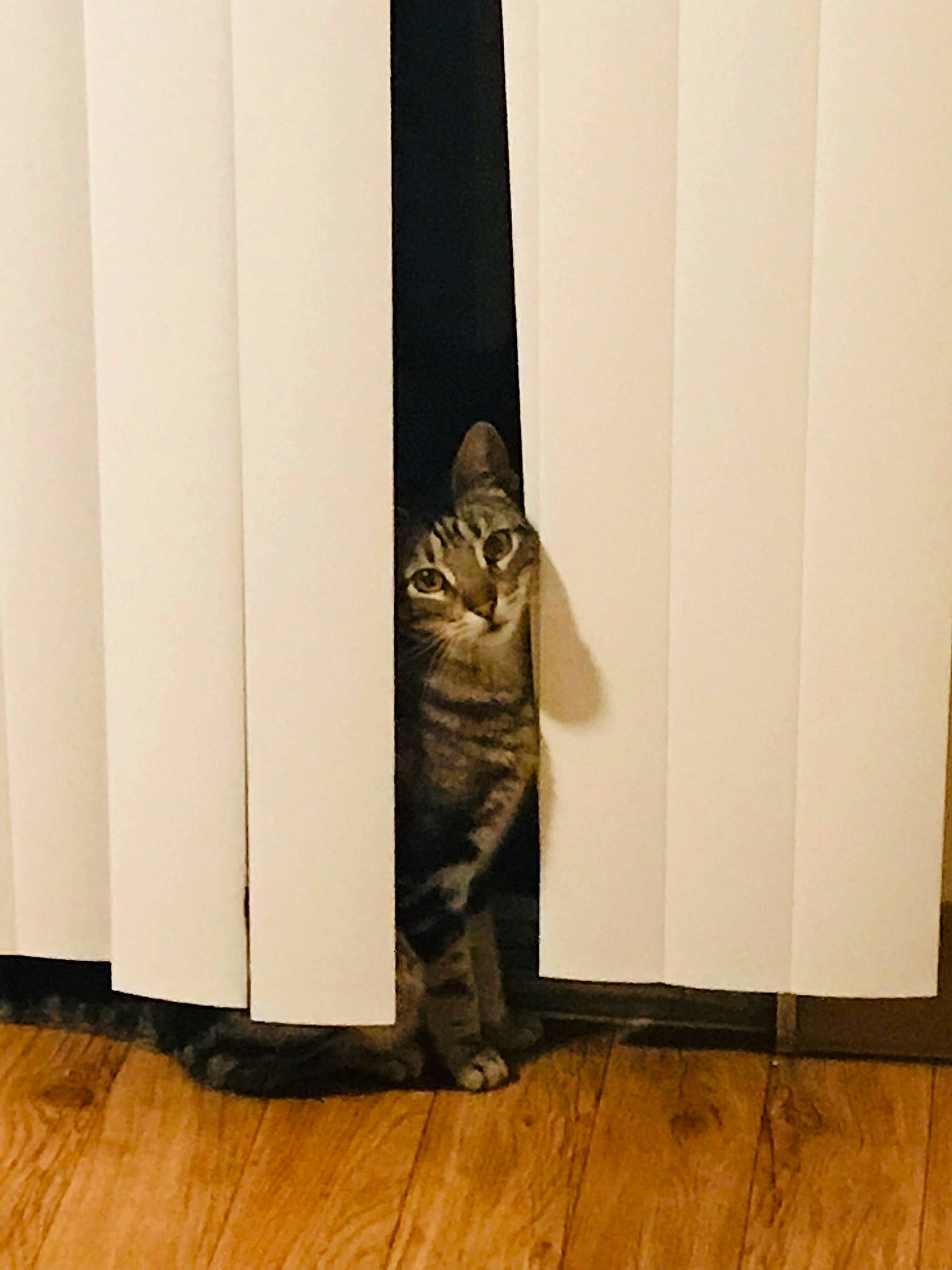 Esty joined the competition — help win amazing prizes! carnivore, curtain, felidae, floor, flooring, gesture, hardwood, human_leg, laminate_flooring, plank, plywood, rectangle, room, tints_and_shades, tree, varnish, wall, wood, wood_flooring, wood_stain