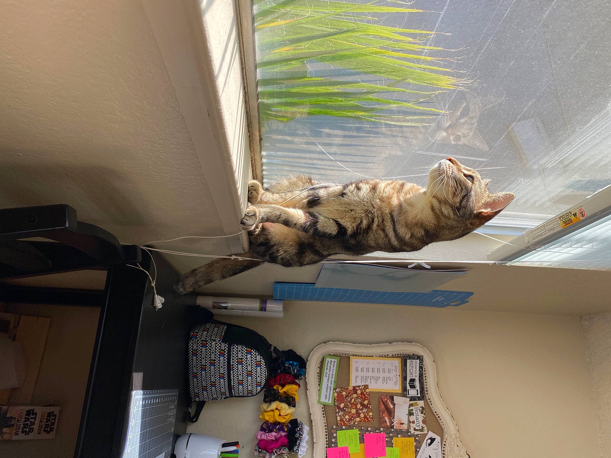 Esty joined the competition — help win amazing prizes! art, ceiling, comfort, daylighting, felidae, interior_design, machine, plant, room, small_to_medium_sized_cats, tail, window, window_blind, window_covering, window_treatment, wood