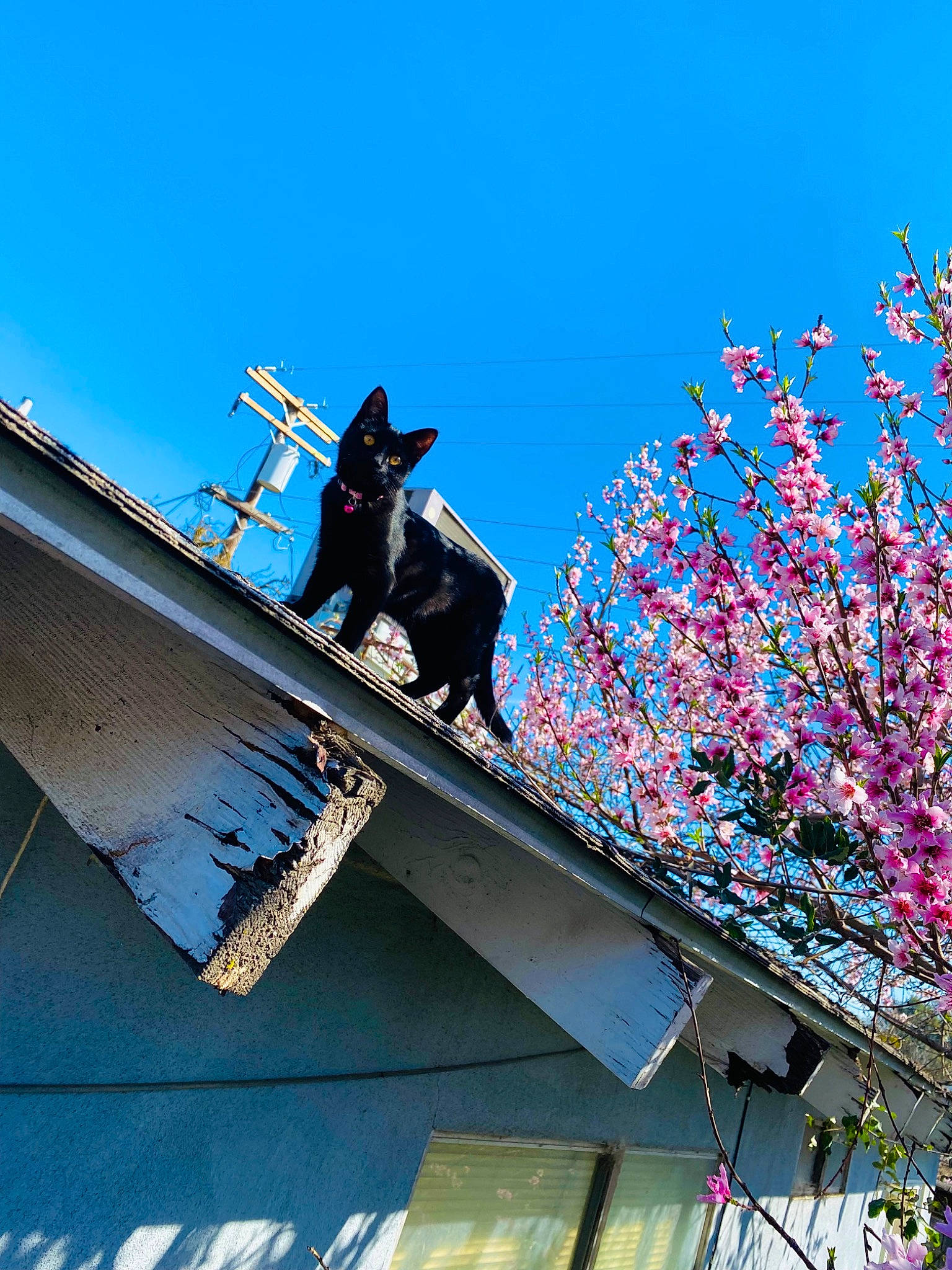Ruthie is registered to the contest to win money with this photo: art, blossom, carnivore, cherry_blossom, extreme_sport, facade, flower, leisure, magenta, petal, plant, recreation, roof, shadow, sky, slope, tints_and_shades, tree, twig, world