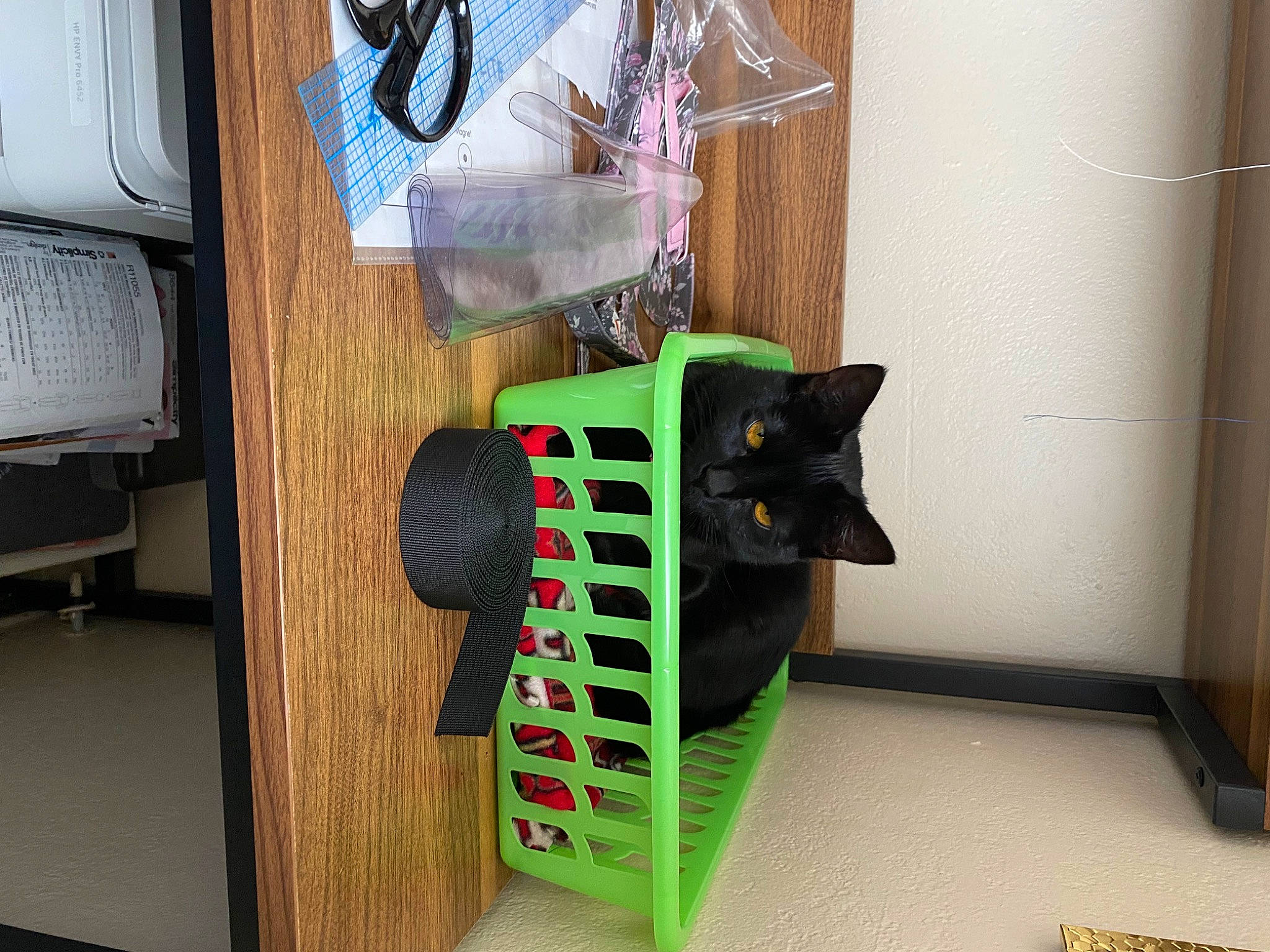 Ruthie joined the competition — help win amazing prizes! black_cat, carnivore, cat, cat_supply, chair, felidae, hardwood, interior_design, mammal, pet_supply, room, shelf, shelving, small_to_medium_sized_cats, stairs, tail, textile, vertebrate, whiskers, wood