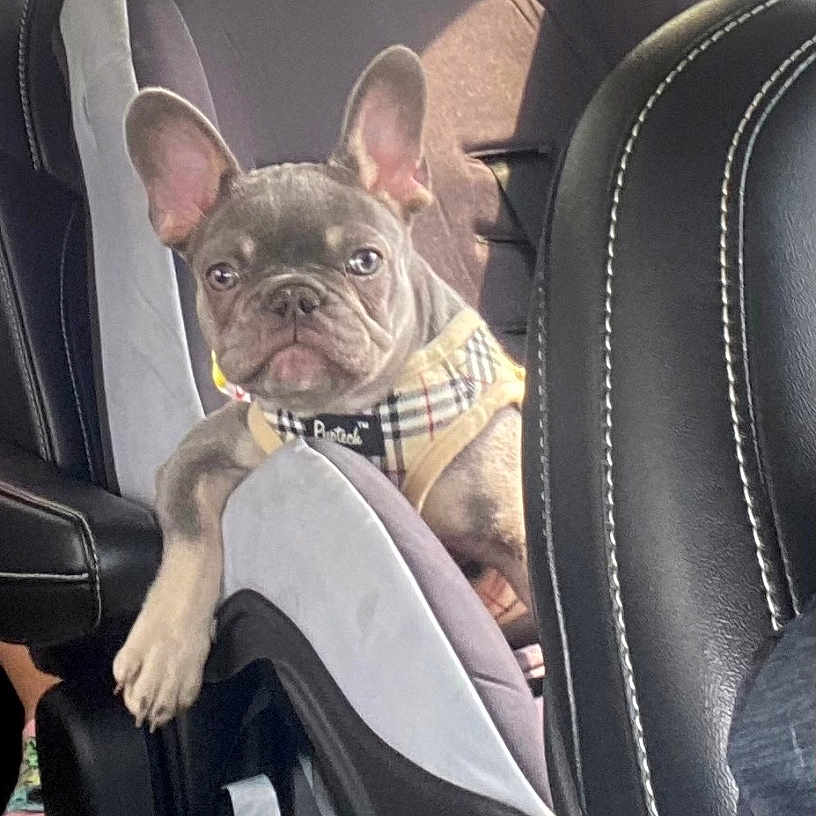 Gracie is registered to the contest to win money with this photo: animal, black, car_seat, cute, dog, domestic_animal, ears, french_bulldog, gray, leather_seat, looking, pet, pet_harness, puppy, seatbelt, sunlight, travel, vehicle_interior, window, young