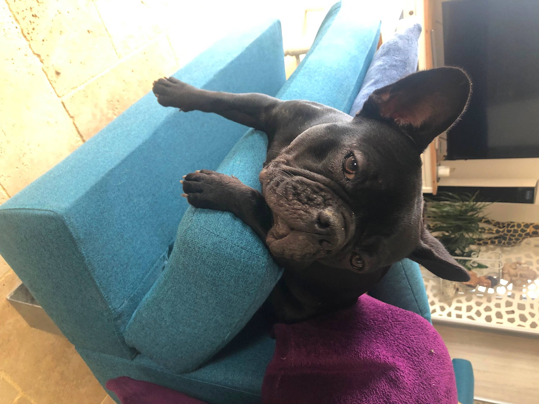 Nola a rejoint le concours — aidez-le/la à gagner de superbes lots ! canidae, carnivore, comfort, companion_dog, computer_keyboard, dog, dog_breed, ear, fawn, felidae, flooring, purple, small_to_medium_sized_cats, snout, sporting_group, toy_dog, vertebrate, whiskers, working_animal, wrinkle