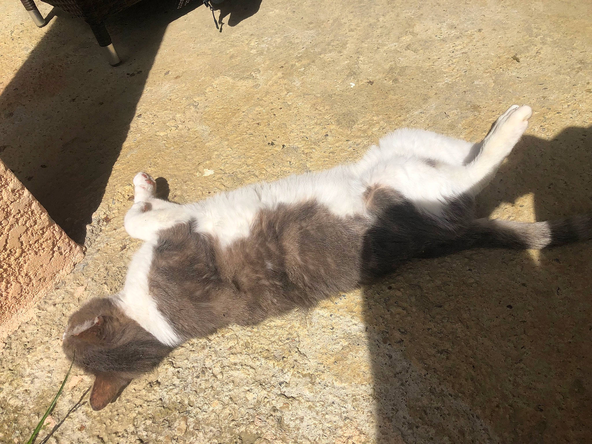 Grisou participe au concours pour gagner de l'argent avec cette photo : carnivore, cat, claw, dog_breed, domestic_short_haired_cat, felidae, fur, paw, road_surface, shadow, small_to_medium_sized_cats, sporting_group, tail, terrestrial_animal, whiskers