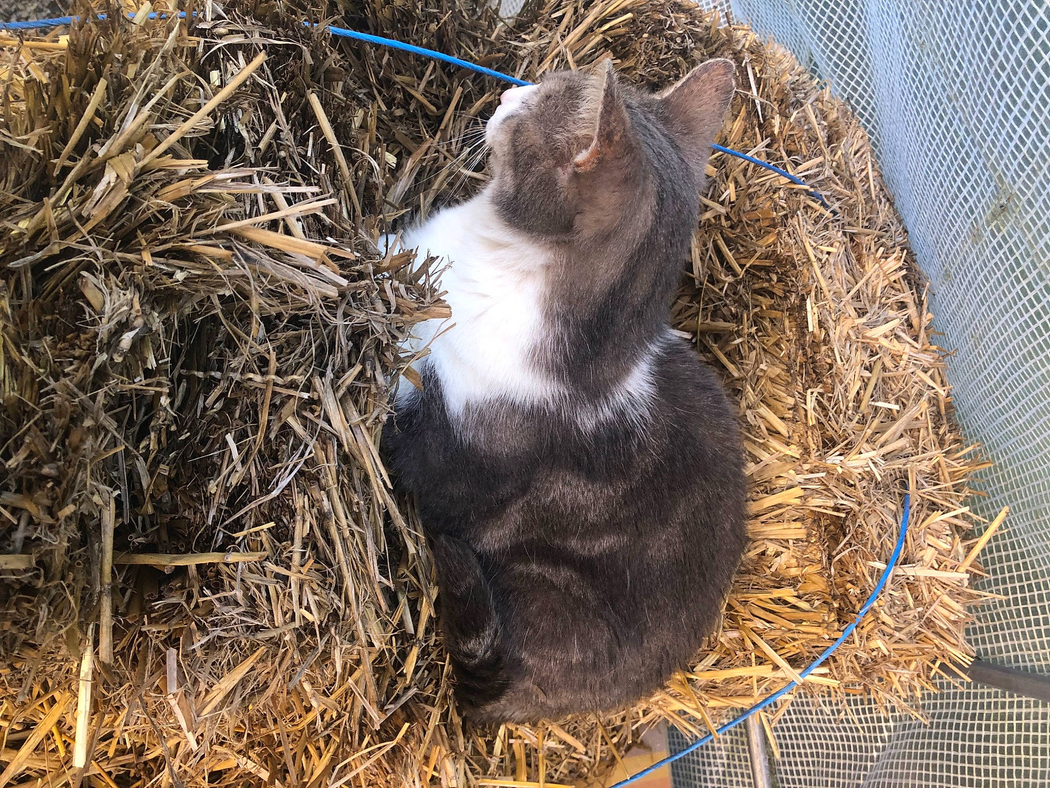 Grisou participe au concours pour gagner de l'argent avec cette photo : carnivore, cat, domestic_short_haired_cat, fawn, felidae, fur, grass, mesh, plant, small_to_medium_sized_cats, snout, soil, tail, terrestrial_animal, tree, trunk, twig, whiskers, wildlife, wood