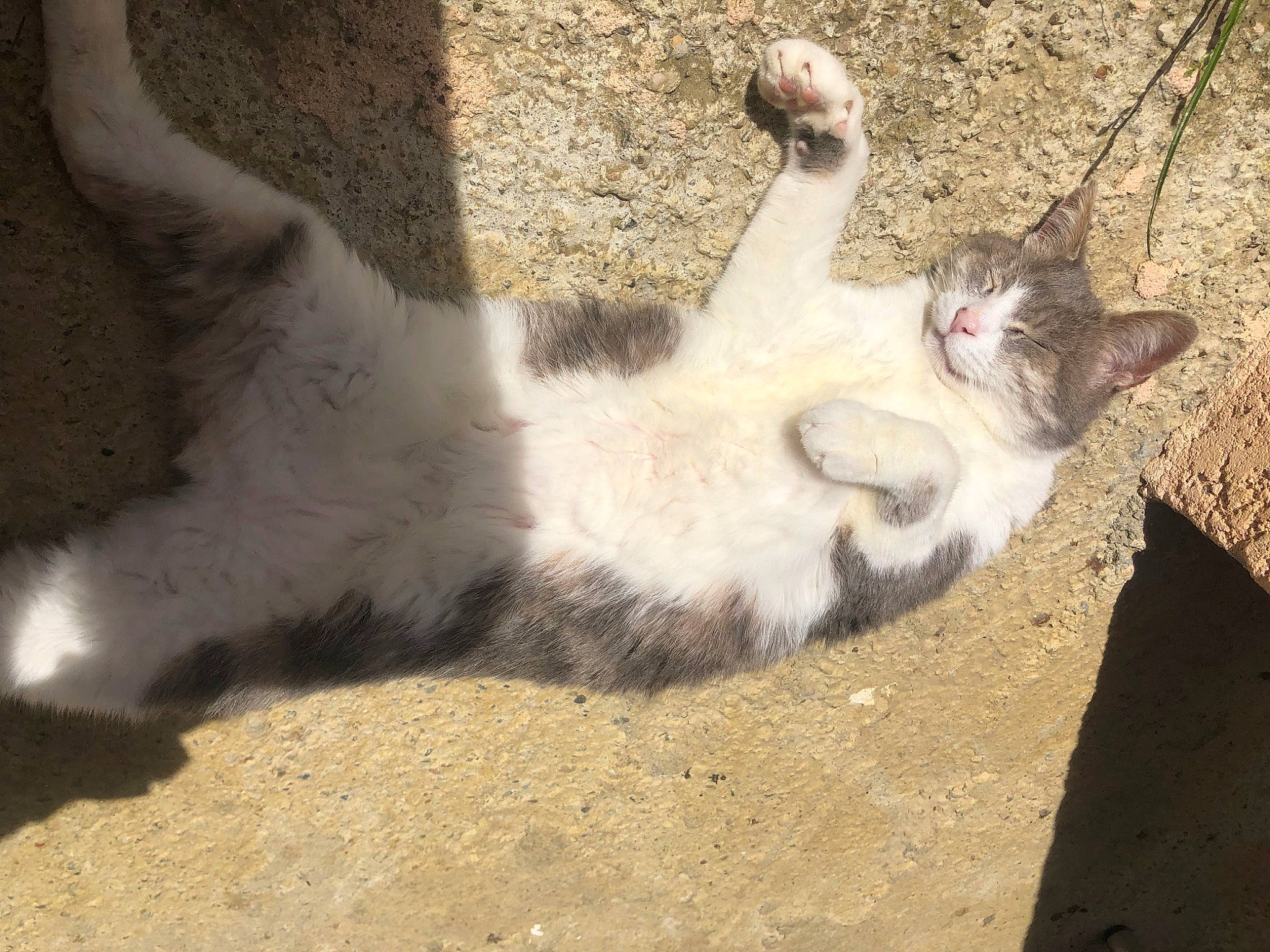 Grisou participe au concours pour gagner de l'argent avec cette photo : carnivore, cat, domestic_short_haired_cat, fawn, felidae, fur, grass, paw, sand, shadow, small_to_medium_sized_cats, soil, tail, terrestrial_animal, whiskers, wildlife, window