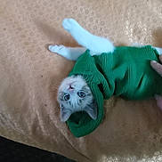 Little Baby joined the competition — help win amazing prizes! animal, bedspread, cat, cozy, curious, cute, domestic_pet, feline, green_sweater, hand, indoor, kitten, looking_at_camera, patterned_surface, pet, playful, resting, soft_texture, upside_down, young_cat