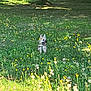 Blue participe au concours pour gagner de l'argent avec cette photo : dog, grass, wildflowers, meadow, nature, sunlight, outdoor, greenery, small_dog, happy, sitting, plants, summer, field, flora, animal, pet, sunshine, shadows, trees