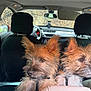 Blue a rejoint le concours — aidez-le/la à gagner de superbes lots ! dog, car, backseat, animal, pet, fur, ears, leash, seat, window, interior, vehicle, two_dogs, alert, brown_fur, looking, travel, companions, domestic_animal, transportation