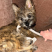 Billy participe au concours pour gagner de l'argent avec cette photo : puppy, dog, toy, pink_pig, rope, couch, brown_couch, pet, fur, playful, cute, indoors, pet_toy, animal, small_dog, fluffy, looking_at_camera, relaxed, lying_down, ears_up