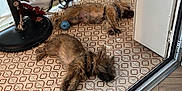 Billy a rejoint le concours — aidez-le/la à gagner de superbes lots ! dog, sleeping, floor, tile, pattern, ball, table, indoor, resting, furniture, doorframe, wood_floor, black_and_white, striped, pet, animal, relaxation, quiet, companion, domestic
