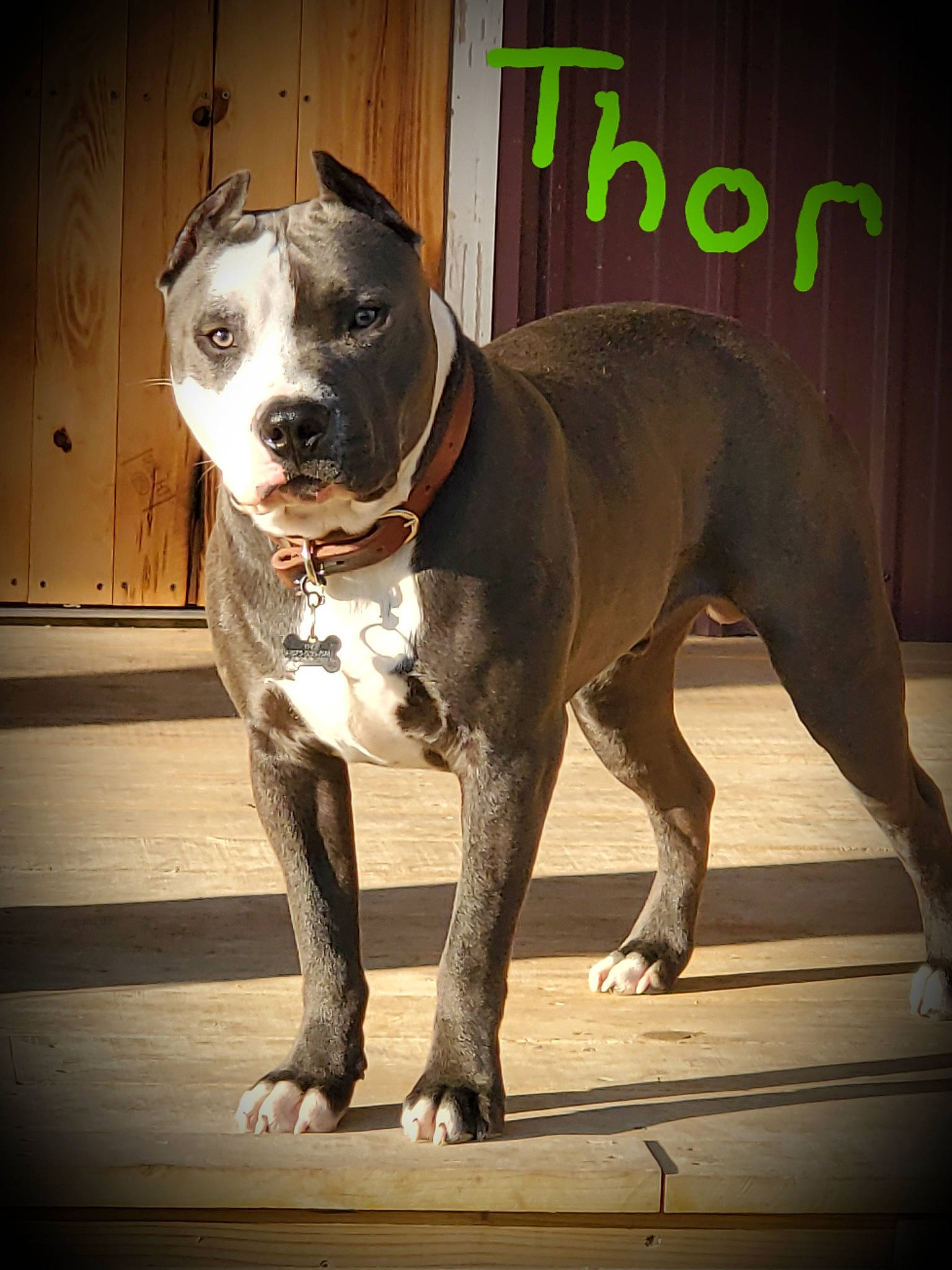 Thor is registered to the contest to win money with this photo: ancient_dog_breeds, canidae, carnivore, collar, companion_dog, dog, dog_breed, dog_collar, dog_supply, fawn, hunting_dog, leash, non_sporting_group, pet_supply, snout, sporting_group, terrestrial_animal, whiskers, working_animal, working_dog