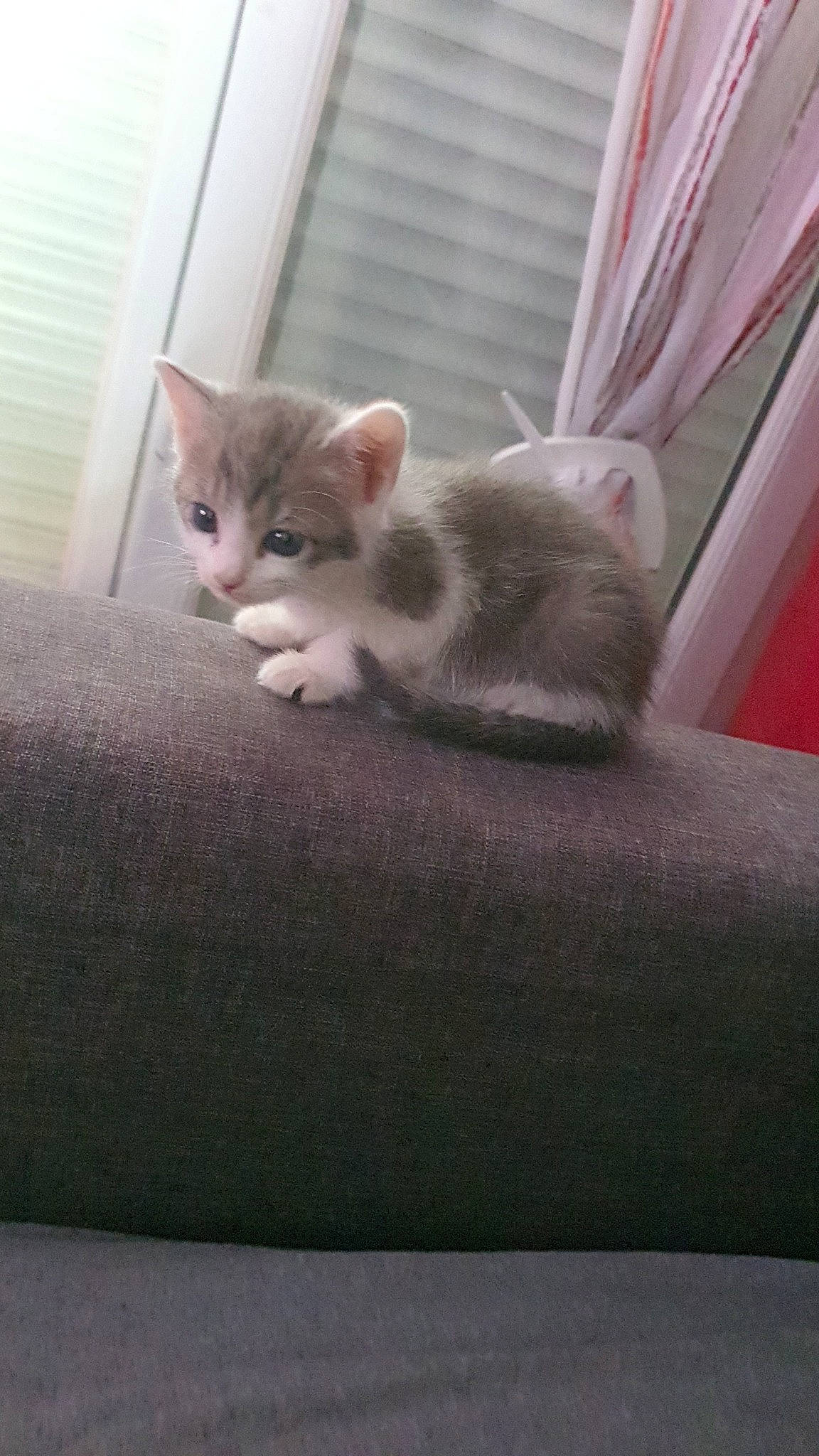 Pokinoutiy participe au concours pour gagner de l'argent avec cette photo : carnivore, cat, comfort, domestic_short_haired_cat, felidae, fur, grey, hardwood, paw, room, sitting, small_to_medium_sized_cats, snout, tail, whiskers, window, wood