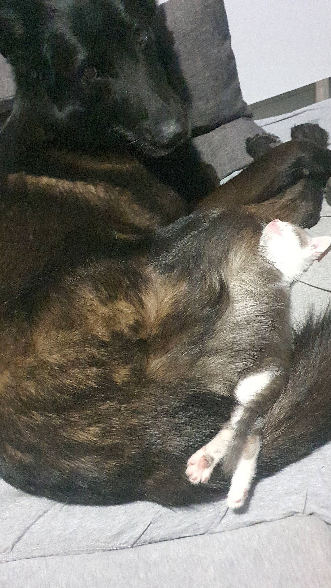 Pokinoutiy participe au concours pour gagner de l'argent avec cette photo : bored, canidae, carnivore, cat, claw, comfort, companion_dog, dog_breed, domestic_short_haired_cat, ear, fawn, felidae, fur, grey, nap, paw, small_to_medium_sized_cats, sporting_group, tail, whiskers