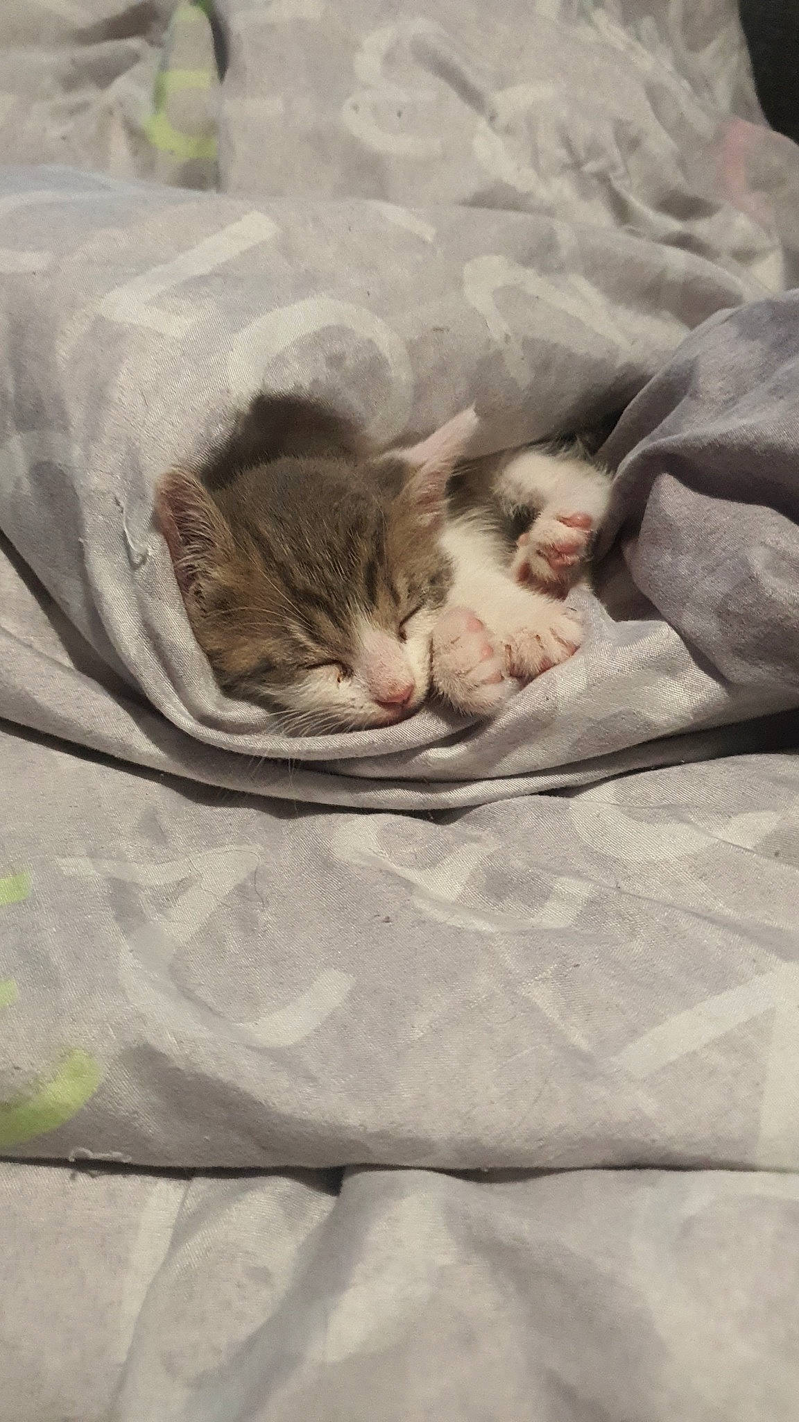 Pokinoutiy participe au concours pour gagner de l'argent avec cette photo : carnivore, cat, cat_bed, comfort, domestic_short_haired_cat, fawn, felidae, fur, grass, grey, linens, nap, paw, sleep, small_to_medium_sized_cats, snout, tail, whiskers, wildlife, wood