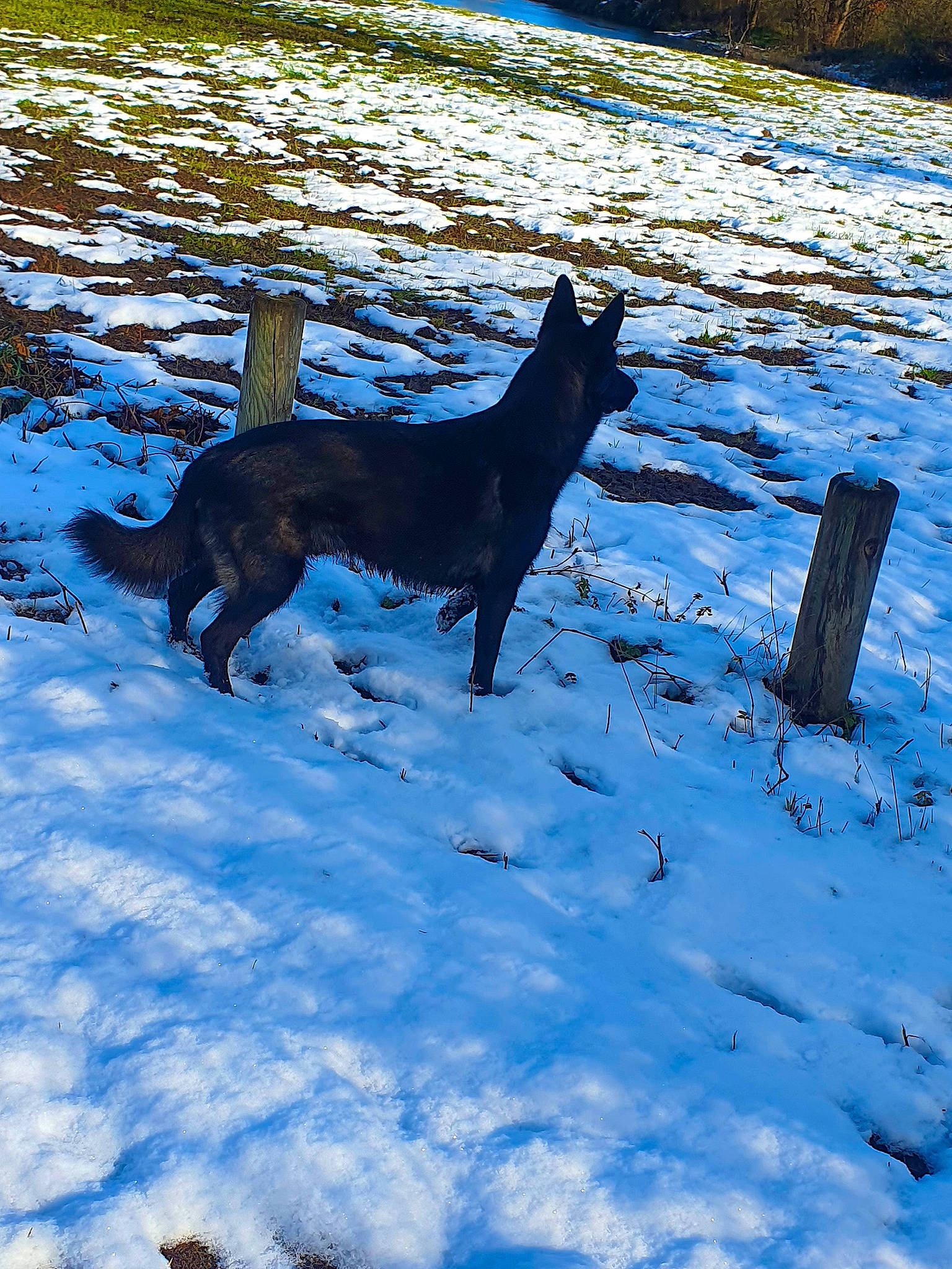 Pitch participe au concours pour gagner de l'argent avec cette photo : black_norwegian_elkhound, blue, canidae, carnivore, dog, dog_breed, electric_blue, freezing, guard_dog, plant, schipperke, shadow, snow, sporting_group, tail, tree, water, winter, working_animal, working_dog