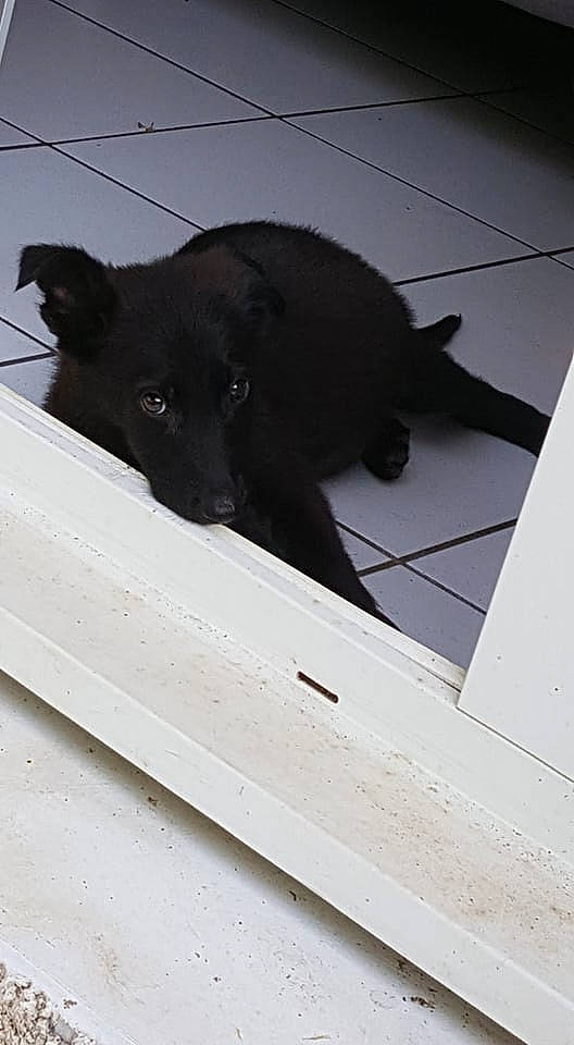 Pitch participe au concours pour gagner de l'argent avec cette photo : borador, canidae, carnivore, companion_dog, composite_material, dog, dog_breed, dog_collar, guard_dog, monochrome, monochrome_photography, snout, sporting_group, tail, terrestrial_animal, tints_and_shades, whiskers, wood, working_animal, working_dog