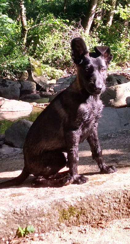 Pitch participe au concours pour gagner de l'argent avec cette photo : canidae, carnivore, dog, dog_breed, fawn, fur, grass, hunting_dog, plant, rock, snout, soil, sporting_group, tail, terrestrial_animal, water_dog, wildlife, working_animal