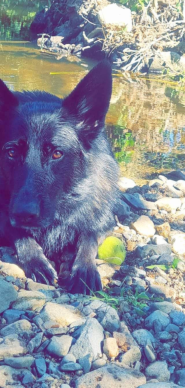 Pitch a rejoint le concours — aidez-le/la à gagner de superbes lots ! algae, art, canidae, carnivore, companion_dog, dog, dog_breed, electric_blue, fur, grass, herding_dog, landscape, natural_landscape, plant, rock, snout, sporting_group, wilderness, working_animal, working_dog