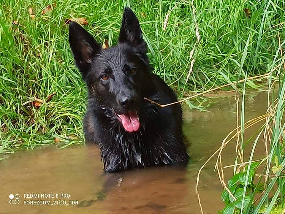 Pitch a rejoint le concours — aidez-le/la à gagner de superbes lots ! black_norwegian_elkhound, bog, canidae, carnivore, companion_dog, dog, dog_breed, freshwater_marsh, grass, herding_dog, lake, liquid, plant, sedge_family, terrestrial_animal, terrestrial_plant, water, wetland, working_animal, working_dog