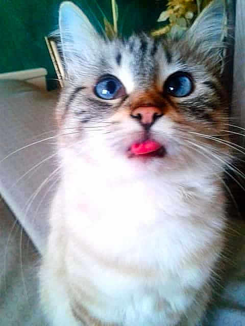Pepette