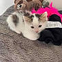 Hermès a rejoint le concours — aidez-le/la à gagner de superbes lots ! kitten, cat, plush_toy, stuffed_animal, blanket, soft_texture, gray, white, pink, feathers, cute, cozy, resting, indoor, pet, animal, young, furry, small, sleepy
