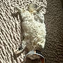 Hermès a rejoint le concours — aidez-le/la à gagner de superbes lots ! cat, fluffy, cone, pet, bed, sunlight, relaxed, lying_down, white, fur, paw, indoor, resting, sleeping, animal, cute, cozy, texture, comfort, domestic