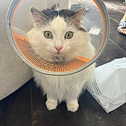 Hermès participe au concours pour gagner de l'argent avec cette photo : cat, cone_collar, wide_eyes, fluffy, indoor, floor, plastic_bag, footwear, pet, animal, feline, curious, white_fur, tabby_markings, paws, sitting, close_up, domestic_cat, household, cone