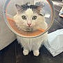 cat, cone_collar, wide_eyes, fluffy, indoor, floor, plastic_bag, footwear, pet, animal, feline, curious, white_fur, tabby_markings, paws, sitting, close_up, domestic_cat, household, cone