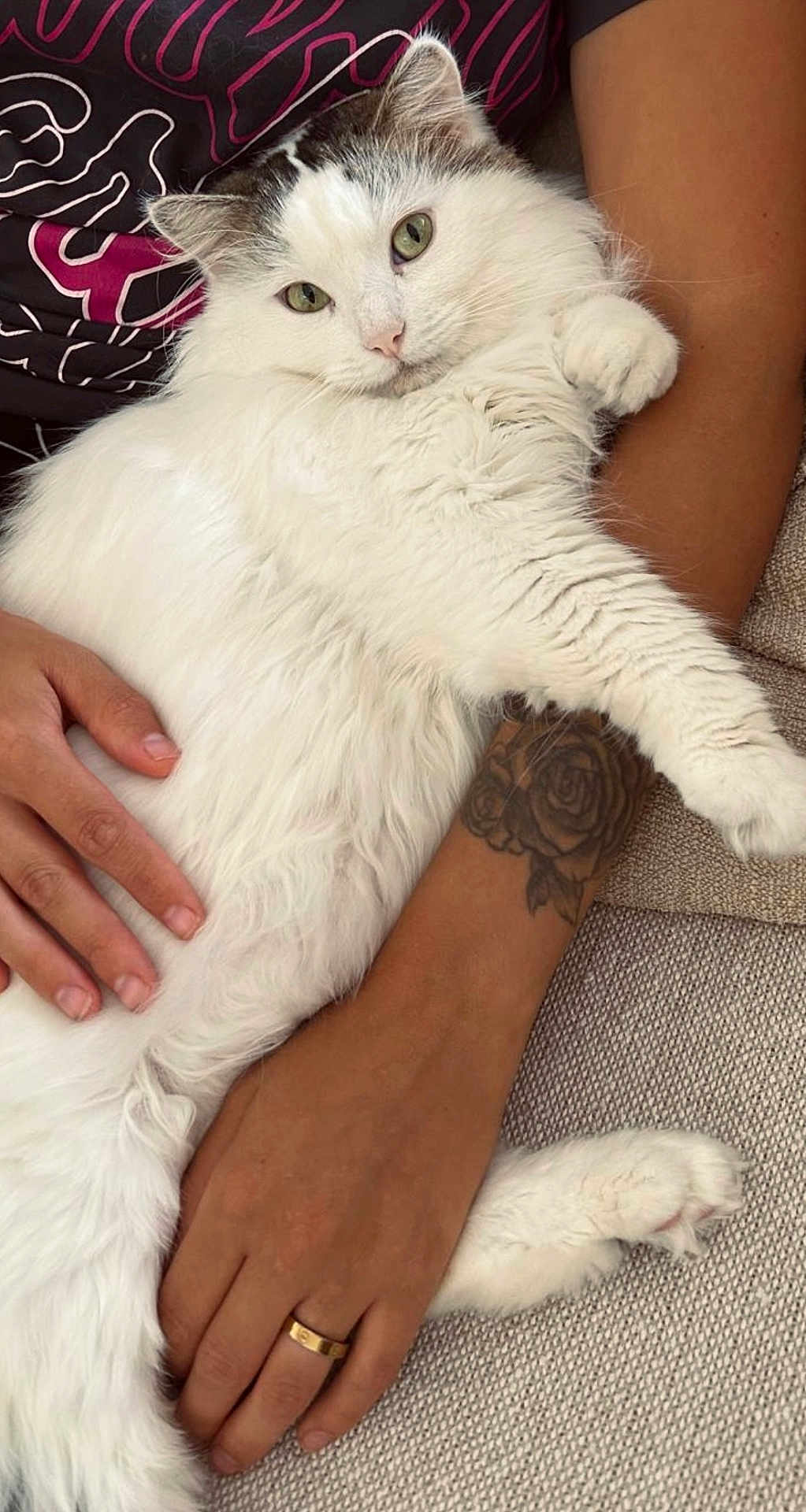 Hermès participe au concours pour gagner de l'argent avec cette photo : cat, white_cat, fluffy, pet, tattoo, arm, hand, ring, relaxed, couch, indoor, closeup, feline, domestic_animal, resting, fur, green_eyes, comfort, person, skin