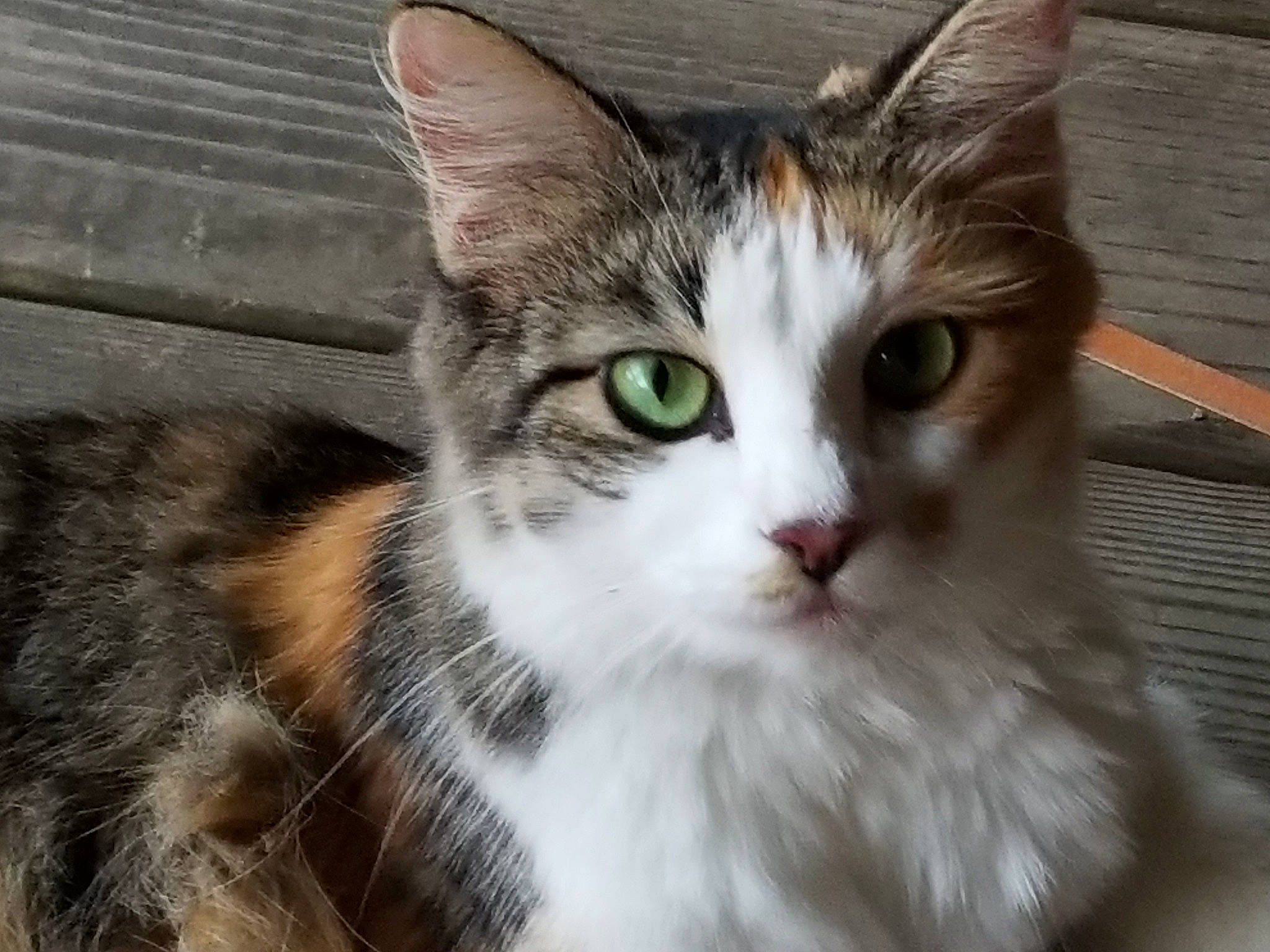 Melody is registered to the contest to win money with this photo: carnivore, cat, claw, domestic_short_haired_cat, door, eye, felidae, fur, paw, small_to_medium_sized_cats, snout, tail, terrestrial_animal, tree, whiskers, window