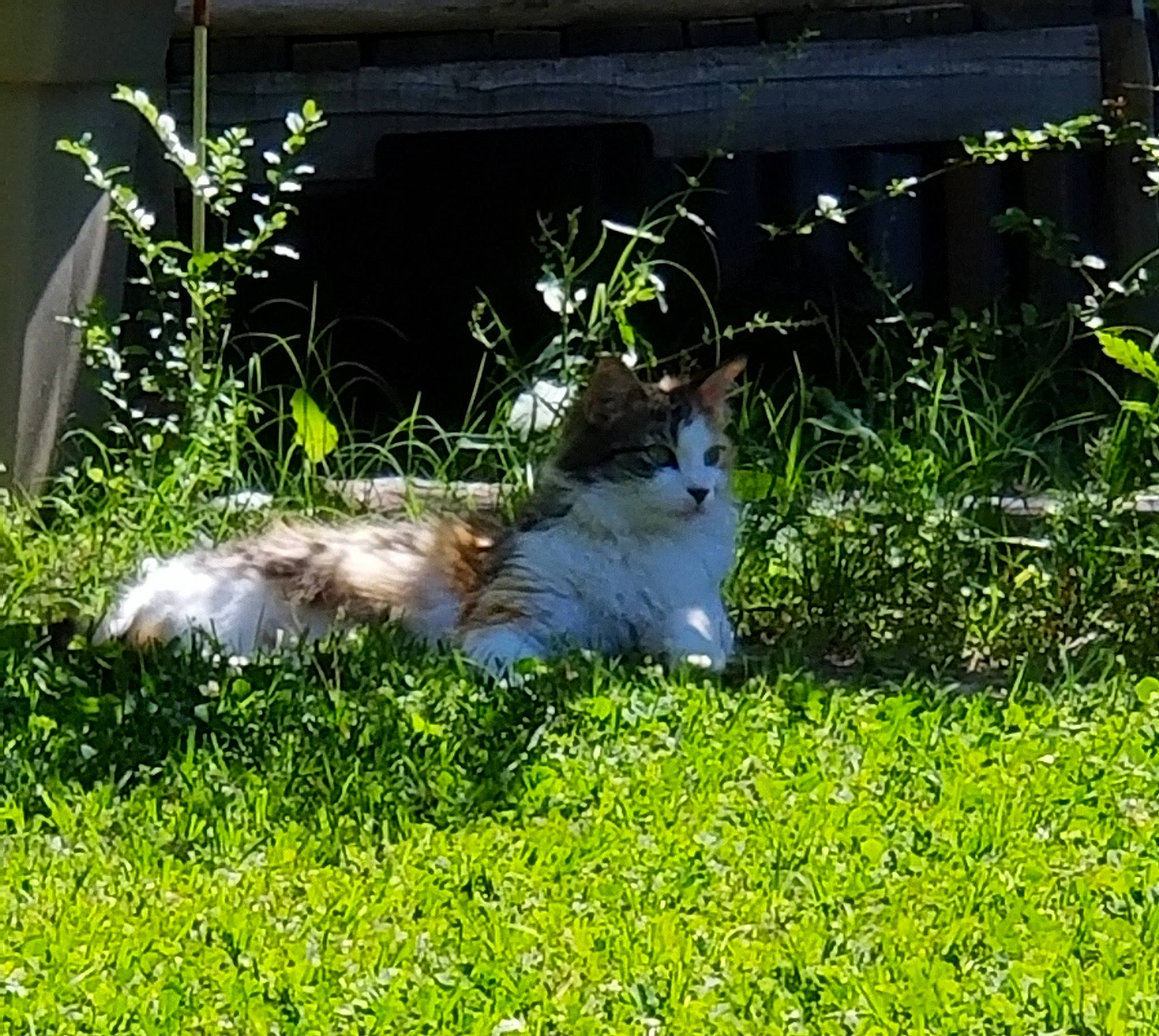 Melody is registered to the contest to win money with this photo: carnivore, cat, companion_dog, dog_breed, domestic_short_haired_cat, fawn, felidae, garden, grass, grass_family, groundcover, herb, herbaceous_plant, lawn, plant, shrub, small_to_medium_sized_cats, tail, terrestrial_animal, whiskers
